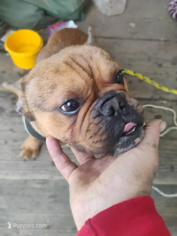 Hunter – French Bulldog puppy for sale in Sacramento, CA