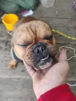 Hunter, a male French Bulldog for sale in Sacramento, CA – Photo 5 of 5