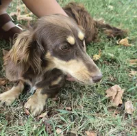 Bronco, a male Miniature Dachshund for sale in Ava, MO – 4 of 4