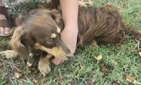 Bronco, a male Miniature Dachshund for sale in Ava, MO – 3 of 4