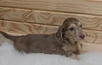 Dallas, a male Miniature Dachshund for sale in Ava, MO – 1 of 2