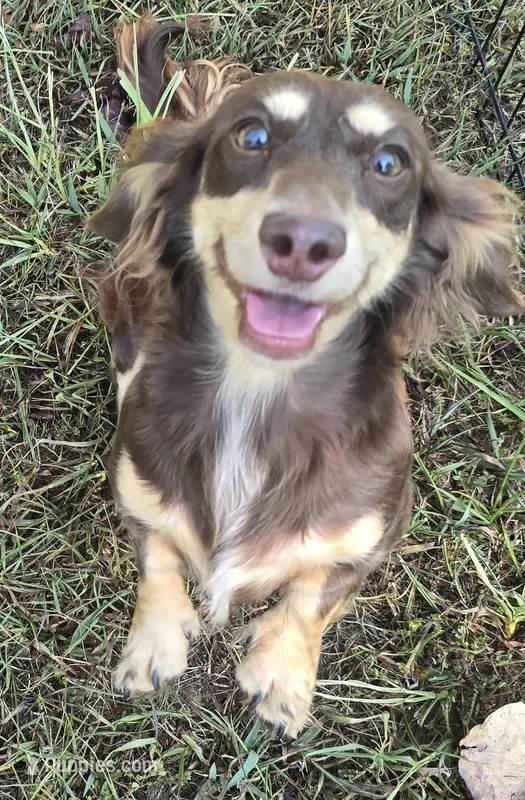 Bronco, a male Miniature Dachshund for sale in Ava, MO – 1 of 4
