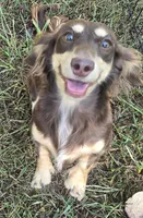 Bronco, a male Miniature Dachshund for sale in Ava, MO – 1 of 4