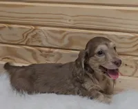 Dallas, a male Miniature Dachshund for sale in Ava, MO – 2 of 2