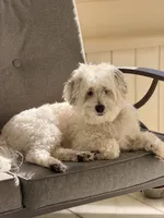 Leo, a male Coton de Tulear for sale in Bethlehem, PA – 7 of 10