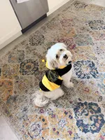Leo, a male Coton de Tulear for sale in Bethlehem, PA – 3 of 10