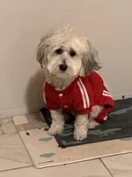 Leo, a male Coton de Tulear for sale in Bethlehem, PA – 6 of 10
