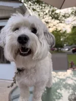Leo, a male Coton de Tulear for sale in Bethlehem, PA – 10 of 10
