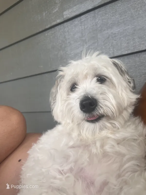 Leo – Coton de Tulear puppy for sale in Bethlehem, PA