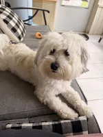 Leo, a male Coton de Tulear for sale in Bethlehem, PA – 2 of 10
