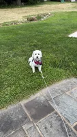 Leo, a male Coton de Tulear for sale in Bethlehem, PA – 4 of 10