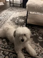 Leo, a male Coton de Tulear for sale in Bethlehem, PA – 8 of 10