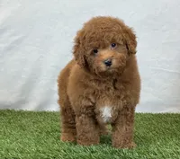 Leo, a male Bichpoo for sale in Dalton, OH – 5 of 10