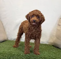 Hattie, a female Poodle - Miniature  for sale in Dalton, OH – 2 of 10