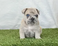 Duke, a male French Bulldog for sale in Dalton, OH – Photo 7 of 10