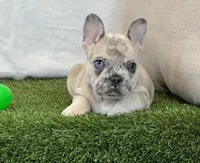 Duke, a male French Bulldog for sale in Dalton, OH – 3 of 10