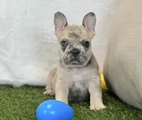 Duke, a male French Bulldog for sale in Dalton, OH – 5 of 10