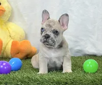 Duke, a male French Bulldog for sale in Dalton, OH – 6 of 10