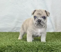 Duke, a male French Bulldog for sale in Dalton, OH – Photo 2 of 10