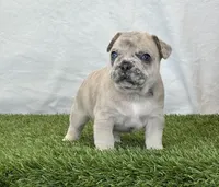 Duke, a male French Bulldog for sale in Dalton, OH – Photo 5 of 10