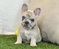 Duke, a male French Bulldog for sale in Dalton, OH – 10 of 10