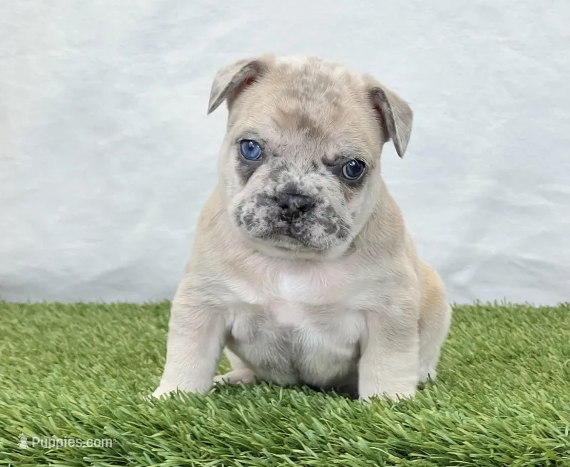 Duke – French Bulldog puppy for sale in Dalton, OH