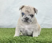 Duke, a male French Bulldog for sale in Dalton, OH – Photo 1 of 10