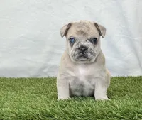 Duke, a male French Bulldog for sale in Dalton, OH – Photo 3 of 10