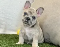 Duke, a male French Bulldog for sale in Dalton, OH – 1 of 10