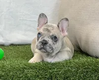 Duke, a male French Bulldog for sale in Dalton, OH – 8 of 10