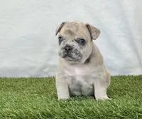 Duke, a male French Bulldog for sale in Dalton, OH – Photo 8 of 10