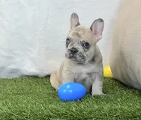 Duke, a male French Bulldog for sale in Dalton, OH – 9 of 10