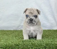 Duke, a male French Bulldog for sale in Dalton, OH – Photo 9 of 10