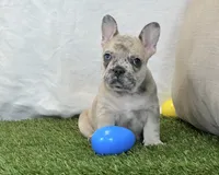 Duke, a male French Bulldog for sale in Dalton, OH – 2 of 10