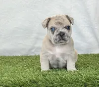 Duke, a male French Bulldog for sale in Dalton, OH – Photo 4 of 10