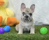 Duke, a male French Bulldog for sale in Dalton, OH – 4 of 10