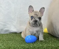 Duke, a male French Bulldog for sale in Dalton, OH – 7 of 10