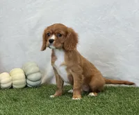 Juliet , a female Cavalier King Charles Spaniel for sale in Dalton, OH – 3 of 10