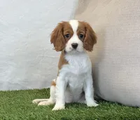 Janna , a female Cavalier King Charles Spaniel for sale in Dalton, OH – 6 of 10