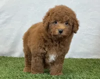 Leo, a male Bichpoo for sale in Dalton, OH – 3 of 10