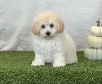 Kylie, a female Bichpoo for sale in Dalton, OH – 3 of 10