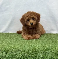 Hattie , a female Poodle - Miniature  for sale in Dalton, OH – 7 of 8
