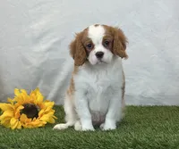 Jagger, a male Cavalier King Charles Spaniel for sale in Dalton, OH – 8 of 10