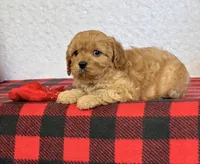 Callie, a female Cavapoo for sale in Dalton, OH – Photo 9 of 10
