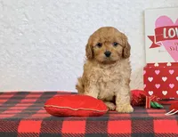 Callie, a female Cavapoo for sale in Dalton, OH – Photo 3 of 10