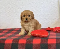 Callie, a female Cavapoo for sale in Dalton, OH – Photo 4 of 10