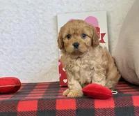Callie, a female Cavapoo for sale in Dalton, OH – Photo 1 of 10