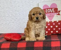 Callie, a female Cavapoo for sale in Dalton, OH – Photo 7 of 10