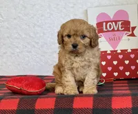 Callie, a female Cavapoo for sale in Dalton, OH – Photo 10 of 10