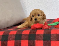Callie, a female Cavapoo for sale in Dalton, OH – Photo 2 of 10